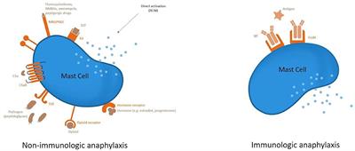 COVID-19 Vaccine Anaphylaxis: Current Evidence and Future Approaches